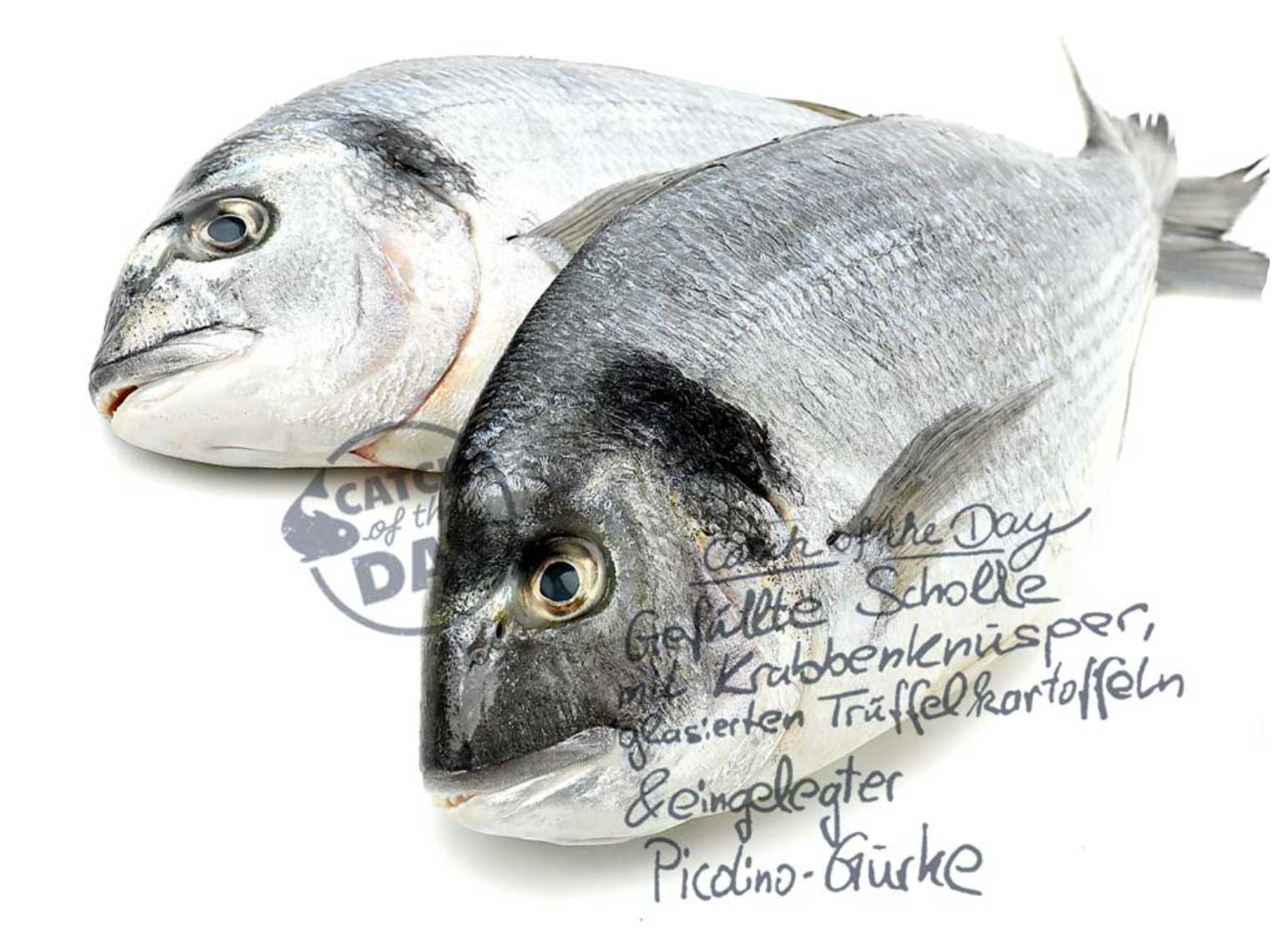 Catch of the Day Hamburg